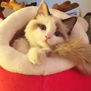 Meet your Posher, Bing